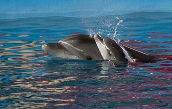 Всемирный день китов и дельфинов (World Whale and Dolphin Day)